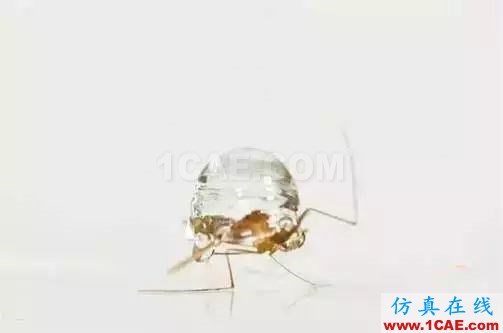 為什么蚊子永遠不會被雨砸死？千萬別被孩子問住了！fluent流體分析圖片11