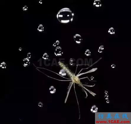 為什么蚊子永遠不會被雨砸死？千萬別被孩子問住了！fluent圖片16