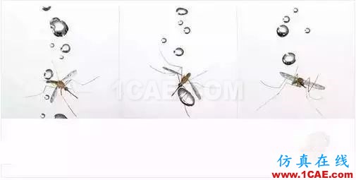 為什么蚊子永遠不會被雨砸死？千萬別被孩子問住了！fluent流體分析圖片9