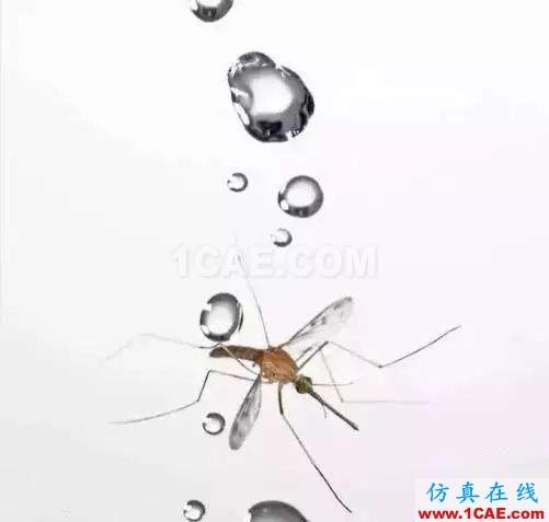 為什么蚊子永遠不會被雨砸死？千萬別被孩子問住了！fluent分析案例圖片4
